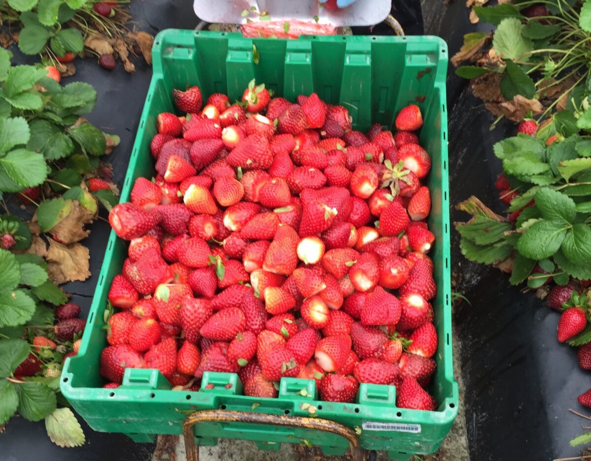 produce safety good agricultural practices