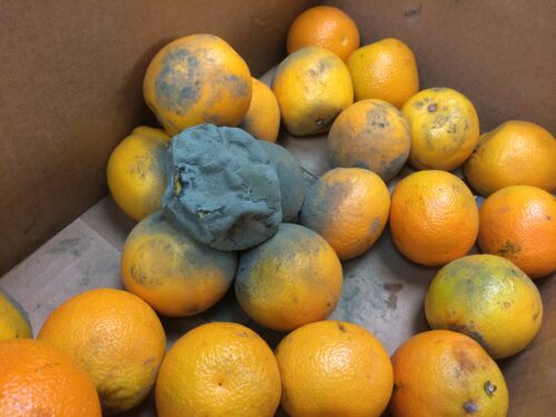 spoiled oranges produce safety