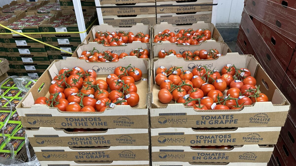 commodity processing tomatoes