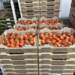 commodity processing tomatoes