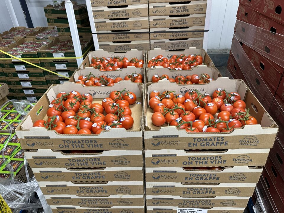 commodity processing tomatoes