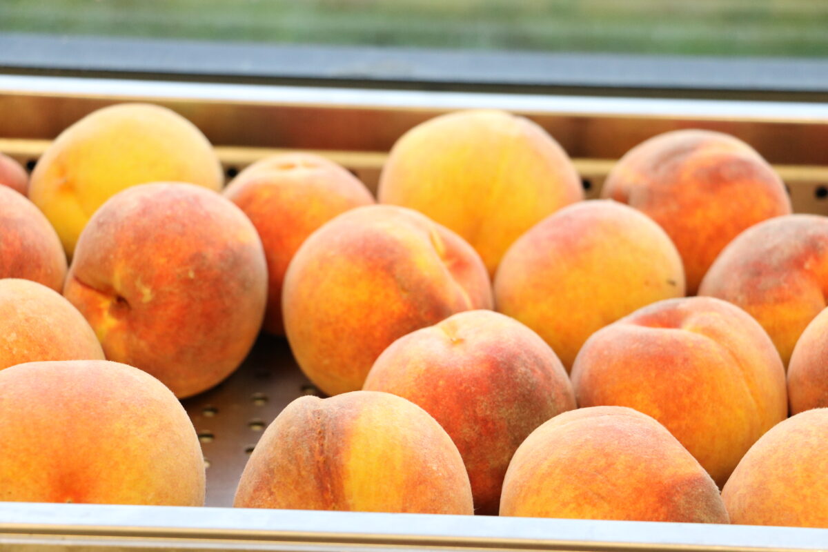 peaches fresh fruit and vegetables program