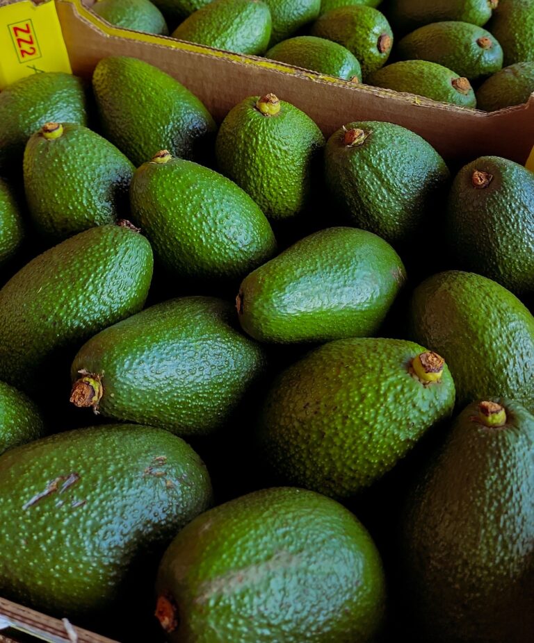 avocados in school nutrition