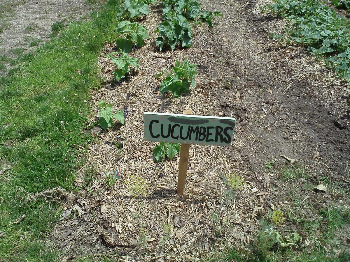 Farm to school cucumbers