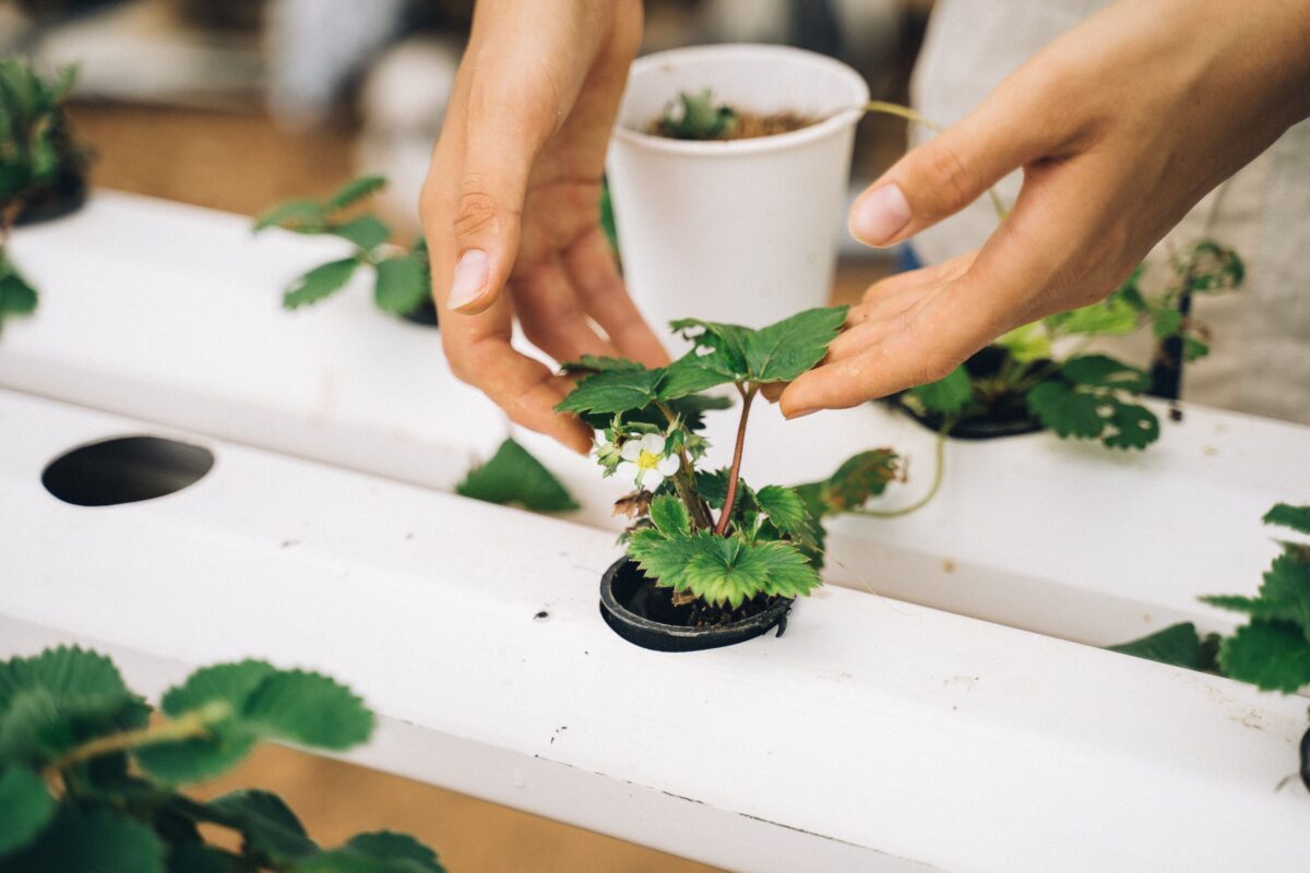 school gardens